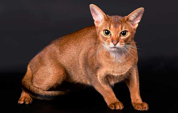 абиссинская кошка